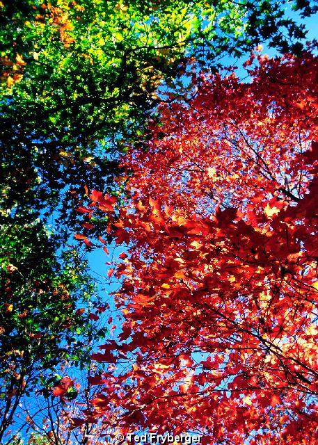 Tree Red Orange Green Leaves-1.jpg